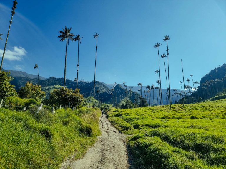 Valle De Cocora Najwy sze Palmy Na wiecie Kierunki wiata Blog valle-de-cocora-najwy-sze-palmy-na-wiecie-kierunki-wiata-blog